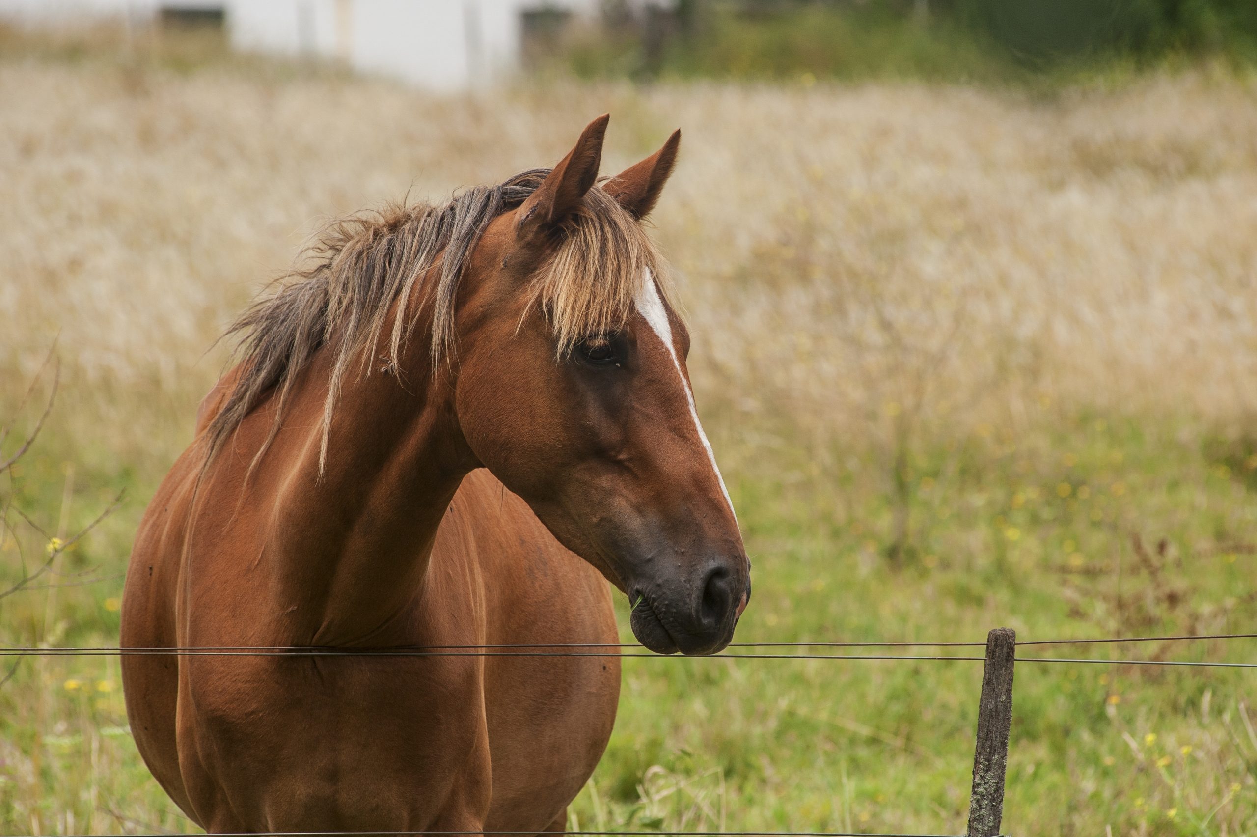 A closeup shot of a beautiful brown horse with a noble look standing on the field